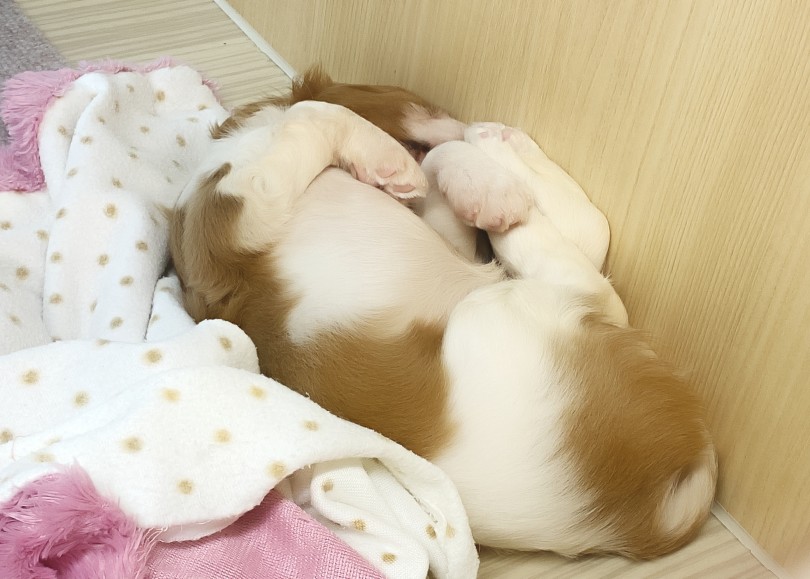 どっちが、お尻？お顔？？ | キャバリア・キングチャールズ・スパニエル （06-285） - 横浜 大倉山店
