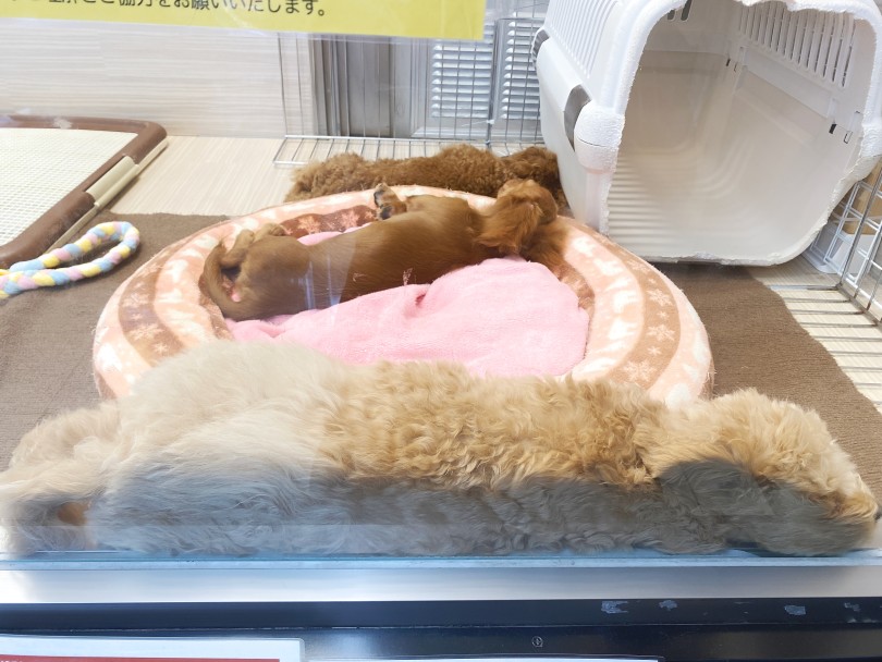 同じポーズで寝ています♡ - 横浜 大倉山店