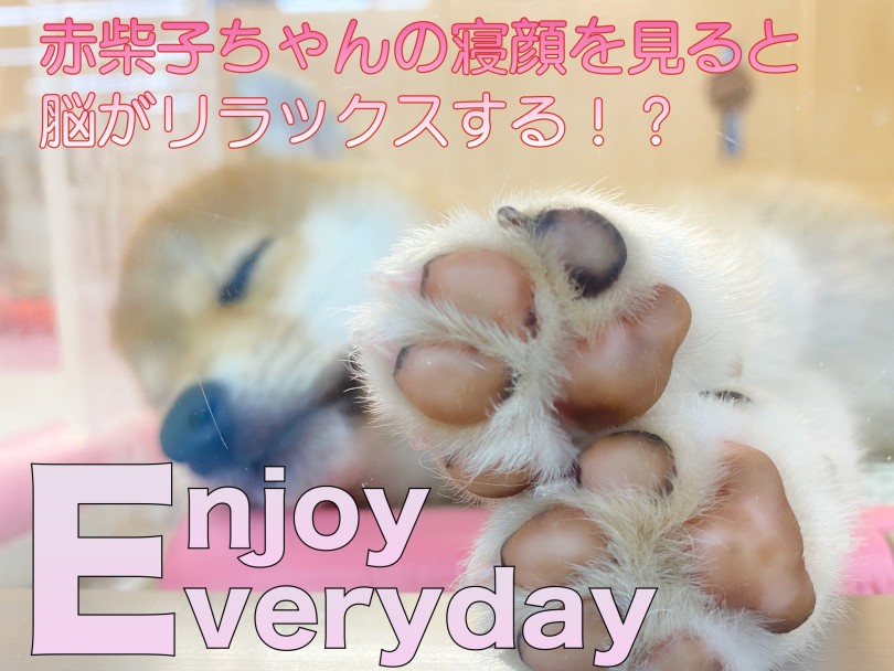 【 柴犬 】寝姿を見るとなぜか癒やされる？！脳がリラックスする理由！