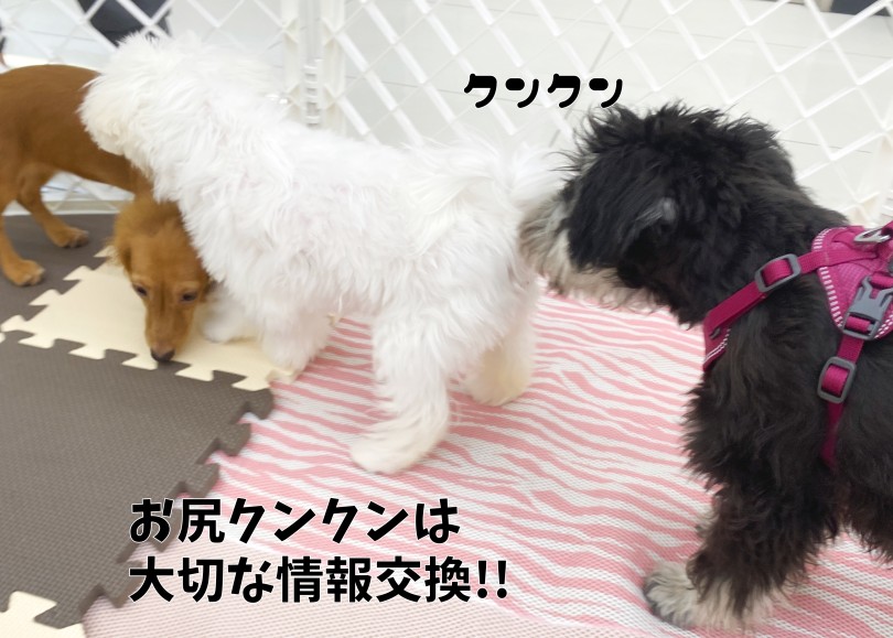 「遊ぶこと」は最高のトレーニング！ | フレンドトレーニング - 横浜 大倉山店