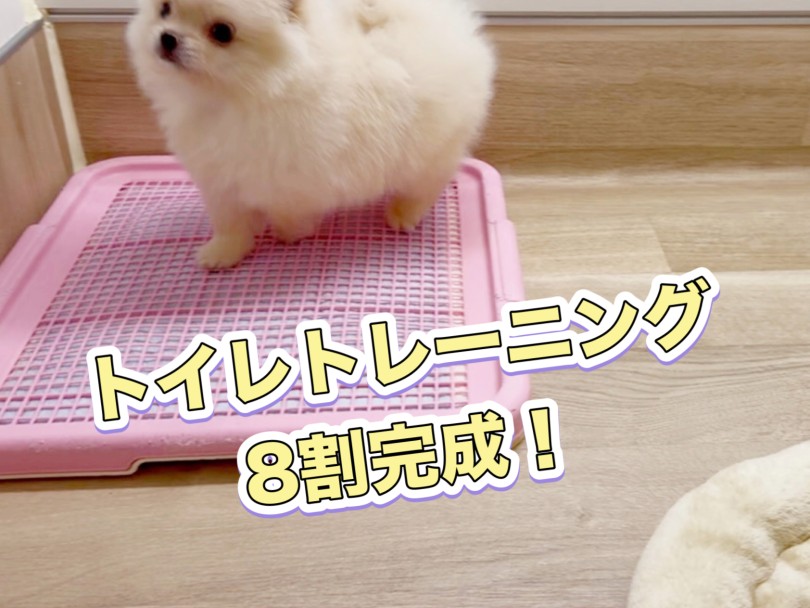 早くも進むトイレトレーニング | ポメラニアン （20-207） - 北戸田店