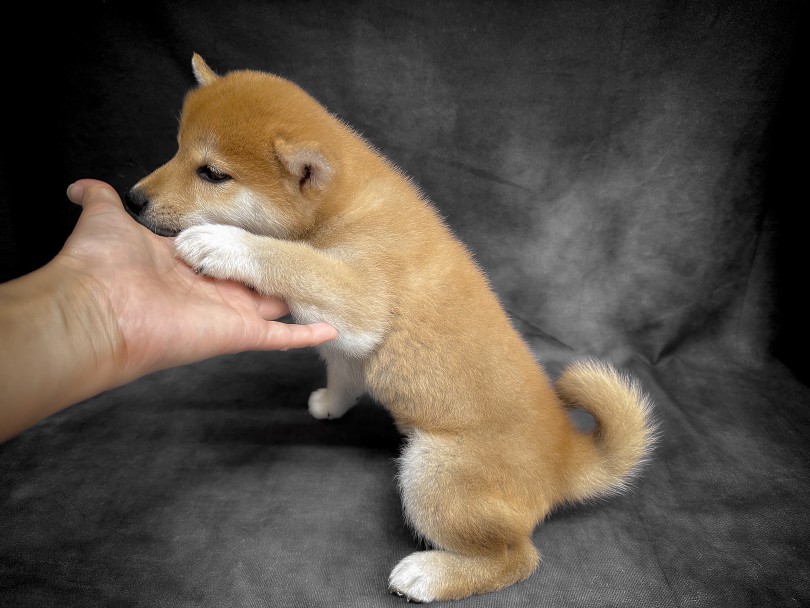 ごはんの時間はお家のリズムにあわせてOK！ | 柴犬 （06-286） - 横浜 大倉山店