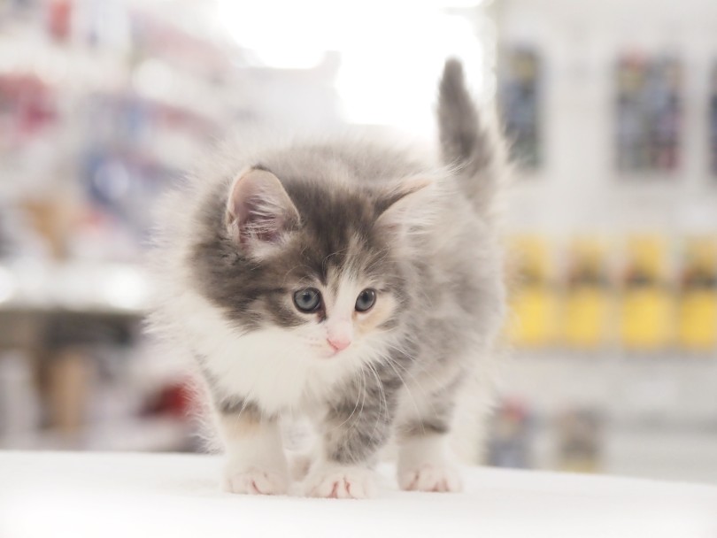 上品なグラデーションカラーの柔らかな被毛と子猫らしいフォルム | ノルウェージャンフォレストキャット （05-160） - 本羽田店