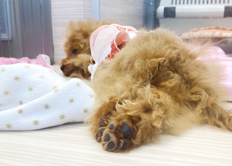 シャンプーとメンテナンスが終わって、お昼寝♪ | トイプードル （06-252） - 横浜 大倉山店