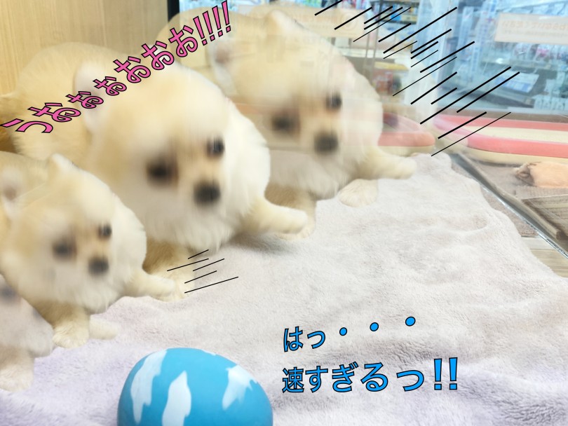 はしゃぎまくっております（笑） | チワワ （06-276） - 横浜 大倉山店