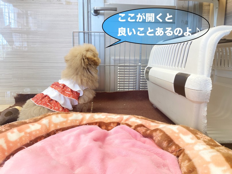 お部屋での生活を紹介 | MIX犬 マルプー （06-257） - 横浜 大倉山店