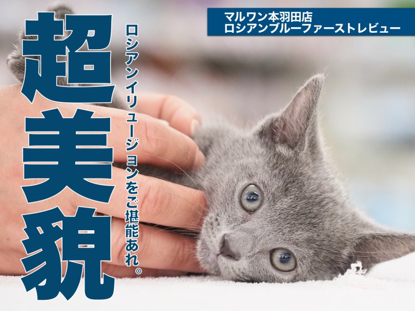 【 ロシアンブルー 】「はじめて猫を迎える都会派カップル」へ贈る最良の選択はこの子！