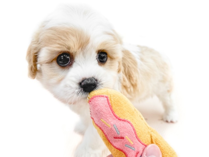 甘えん坊な性格は最高のパートナードッグ | MIX犬 キャバション （12-292） - 下丸子店