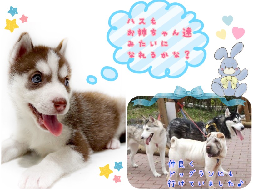 多頭飼いには向いてる？ | シベリアン・ハスキー （21-215） - 鶴ヶ島店