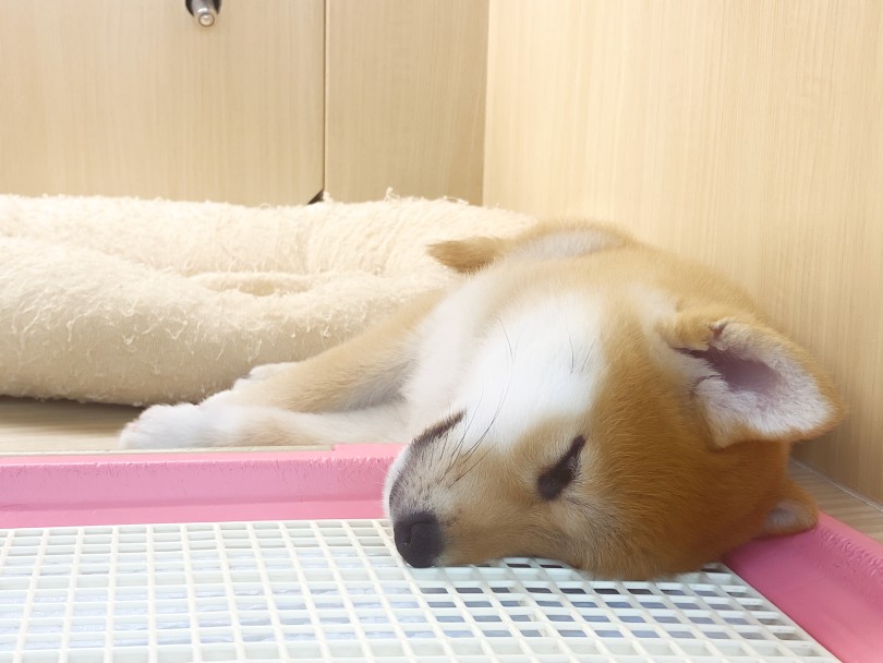 寝姿を見ると脳がリラックスして休まる？！ | 柴犬 （06-286） - 横浜 大倉山店
