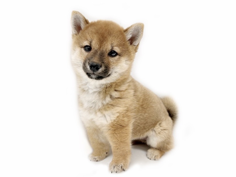あどけなさに上品さが添えられた美の和犬 | 豆柴 （19-275） - 東川口店