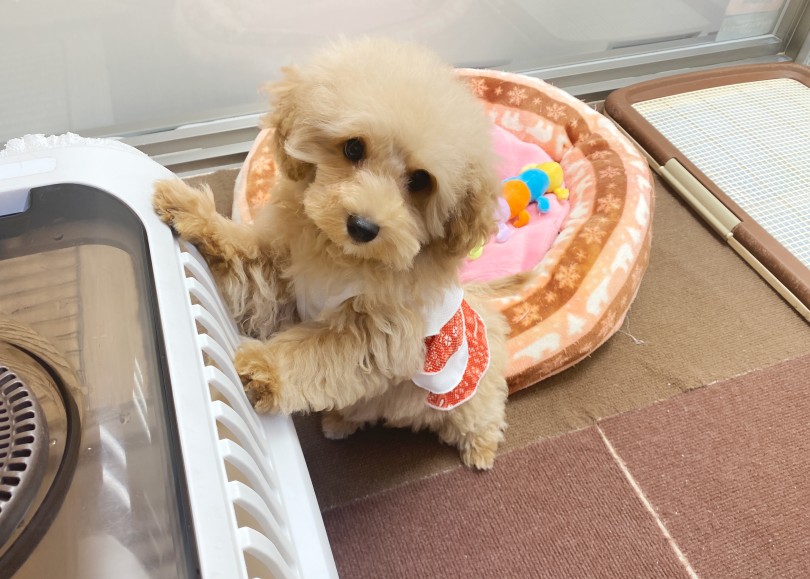 大きいお部屋にお引越し | MIX犬 マルプー （06-257） - 横浜 大倉山店