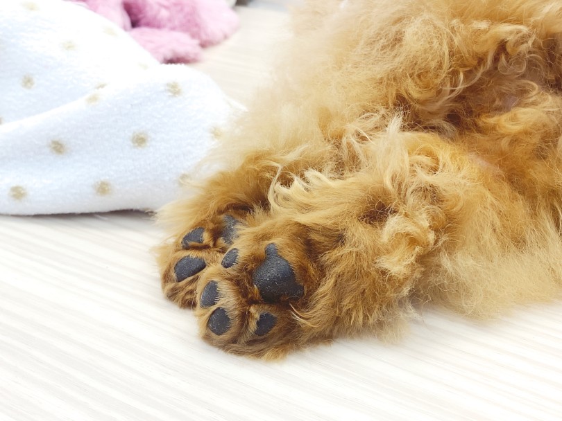 小さい肉球かわええ♡ | トイプードル （06-252） - 横浜 大倉山店