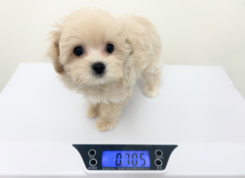 小柄でもパワフル！育成進捗は安心の二重丸◎ | MIX犬 マルプー （05-159） - 本羽田店