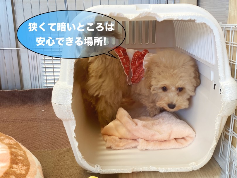 ゆっくりしたい時には自分で入って行ってくつろぐの♡ | MIX犬 マルプー （06-257） - 横浜 大倉山店