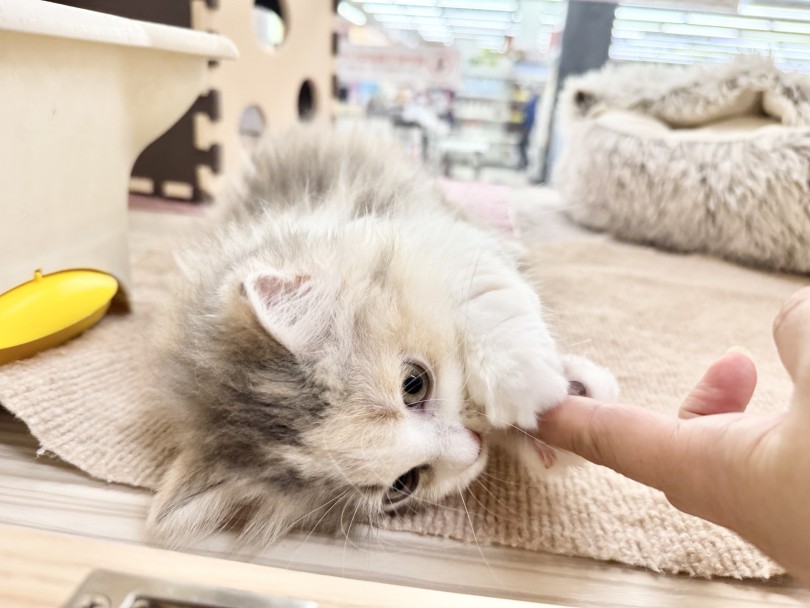 お店に来た初日から、ネコちゃん流のご挨拶トレーニング | スコティッシュフォールド （06-263） - 横浜 大倉山店