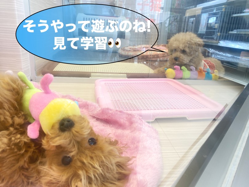 ガラス越しにお隣さんが見えるのよ | MIX犬 マルプー （06-257） - 横浜 大倉山店
