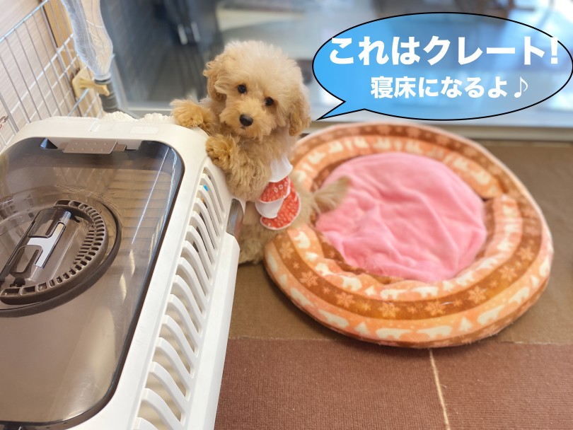暗くて狭い場所は安心できる場所 | MIX犬 マルプー （06-257） - 横浜 大倉山店