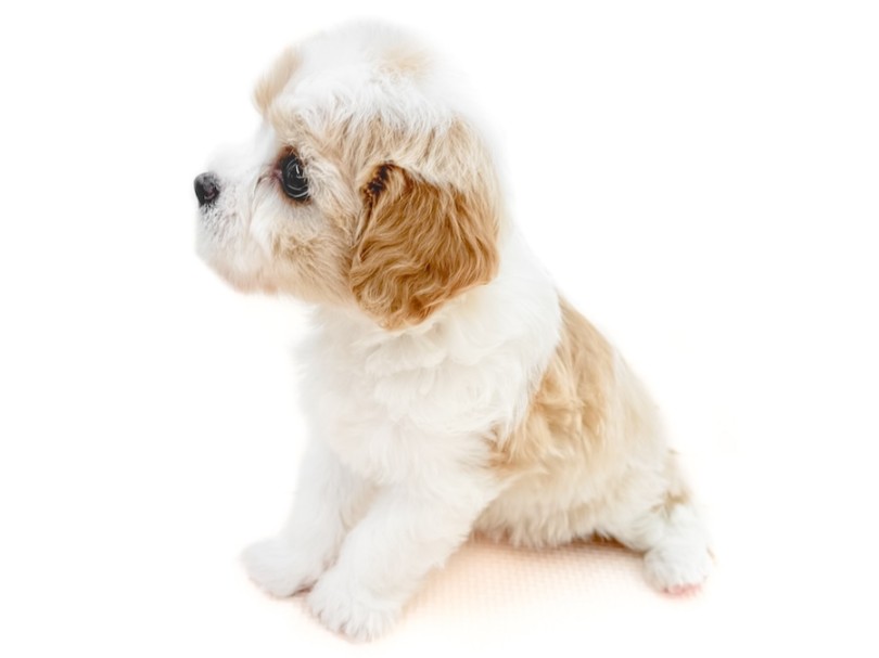耳のあたりのふんわりとした毛並み | MIX犬 キャバション （12-292） - 下丸子店