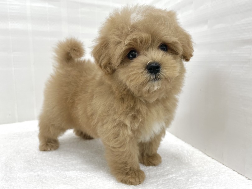 ドワーフ体型でまさにぬいぐるみ！ | MIX犬 マルプー （07-191） - 横浜 鶴見店