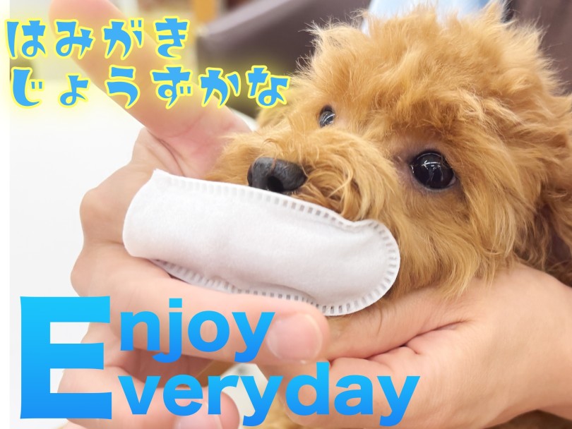 【 トイプードル 】歯が抜けたぷーこちゃん!歯磨きトレーニングスタート!