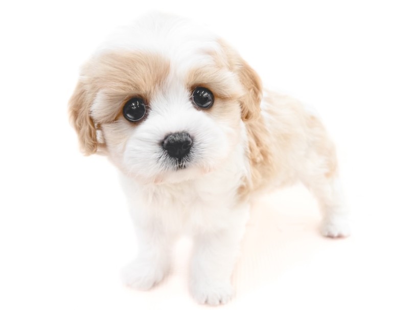 キャバションらしさが光る抜群のルックス | MIX犬 キャバション （12-292） - 下丸子店
