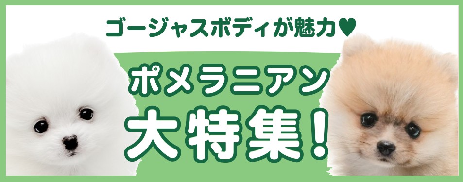特集犬ポメラニアン