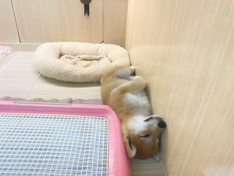 私達の心をそっと癒やしてくれる無くてはならない存在です♡ | 柴犬 （06-286） - 横浜 大倉山店