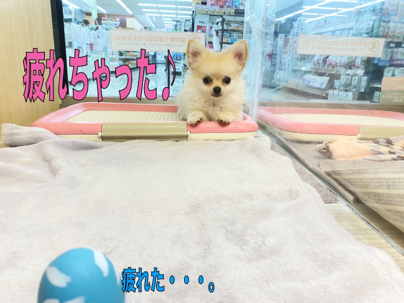 大満足したちーちゃん♪ | チワワ （06-276） - 横浜 大倉山店