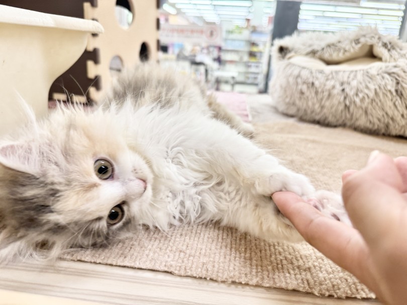 警戒心なんてほぼゼロ！ | スコティッシュフォールド （06-263） - 横浜 大倉山店