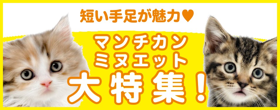 特集猫マンチカン・ミヌエット