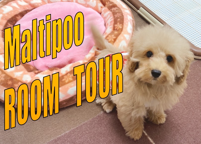 【 MIX 】大きいお部屋にお引越ししたマルプーちゃんのルームツアー！