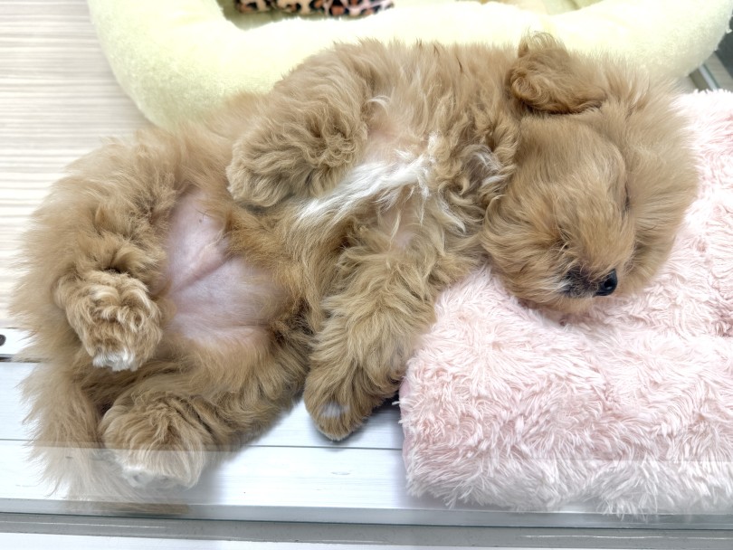 見事なヘソ天も披露 | MIX犬 マルプー （07-191） - 横浜 鶴見店