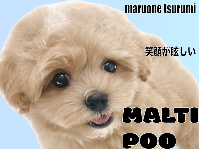 【 MIX 】笑顔がとても素敵なアプリコットカラーのマルプーちゃんの男の子！