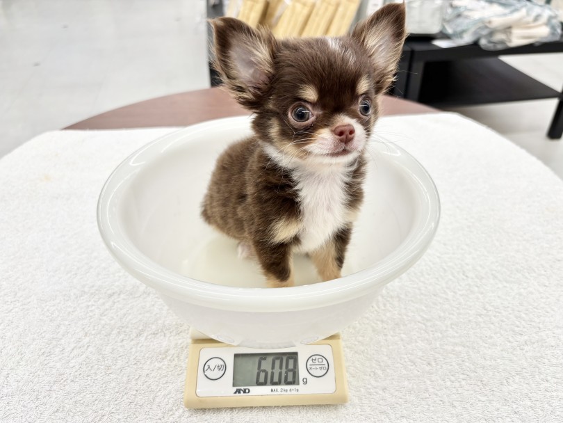 成犬時体重は1.5〜3.0kgのミニマム予想 | チワワ （10-160） - 東日暮里店