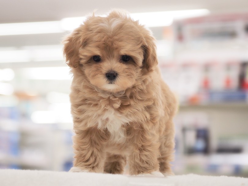 アプリコットラテにミルクを添えて！ | MIX犬 マルプー （05-167） - 本羽田店