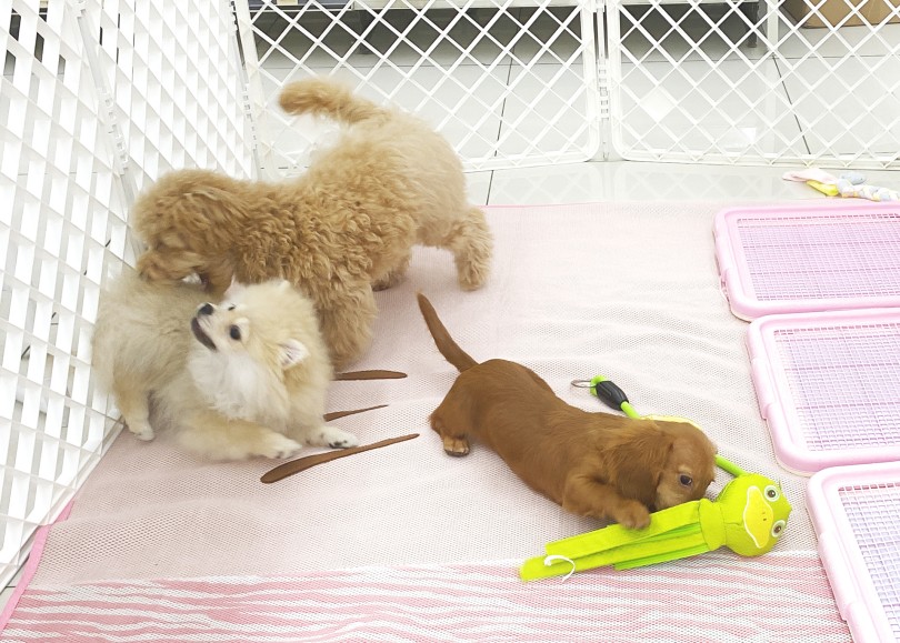 ポメちゃんがお腹を出して「降参しました」のポーズ | ダックス＆マルプー - 横浜 大倉山店
