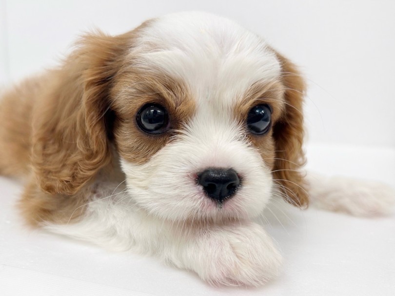 最高の家庭犬 | キャバリア・キングチャールズ・スパニエル （19-290） - 東川口店