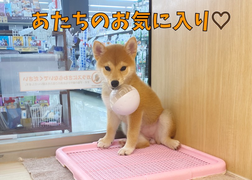 知育トイであっそぼうぅ！ | 柴犬 （06-286） - 横浜 大倉山店