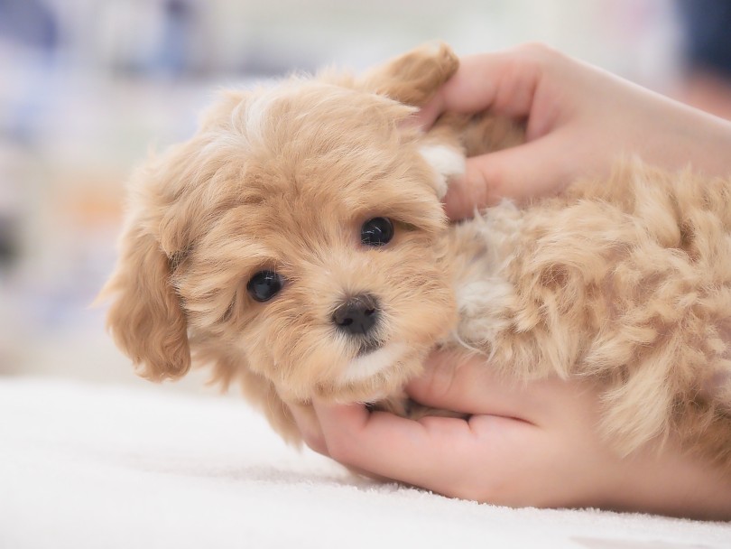 性格はマルプーちゃんならではの良いとこ取り！ | MIX犬 マルプー （05-167） - 本羽田店