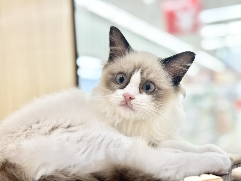 大型猫ならではのゆったりとしたネコちゃんライフをお求めの方に | ラグドール （06-282） - 横浜 大倉山店