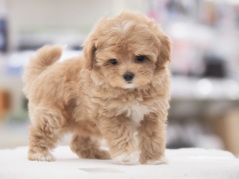 スタッフママは愛情をたっぷりと注いで大切に育ててまいります | MIX犬 マルプー （05-167） - 本羽田店