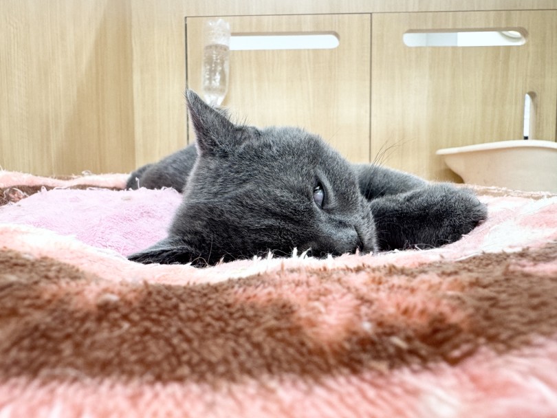 今日も白目向いて寝ています | ブリティッシュショートヘア （06-280） - 横浜 大倉山店