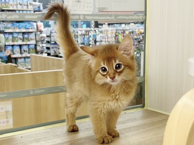 初心者さんにオススメなポイント | ソマリ （20-216） - 北戸田店