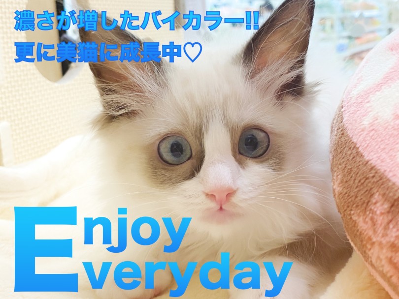 【 ラグドール 】濃さが増したバイカラーで更に美猫に成長中！！