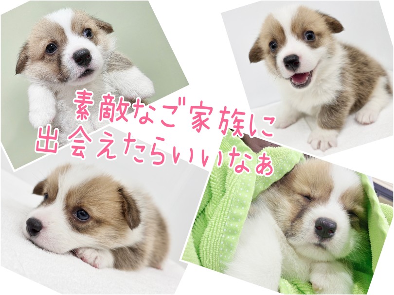 クルクル変わる表情は可愛さ満点！ | ウェルシュコーギーペンブローク （17-240） - 高井戸店