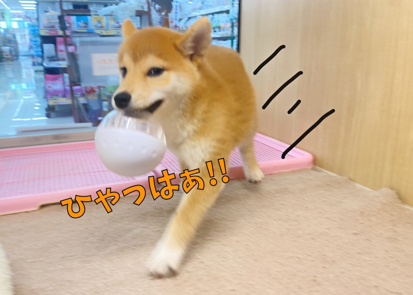 くわえて離さない！ | 柴犬 （06-286） - 横浜 大倉山店