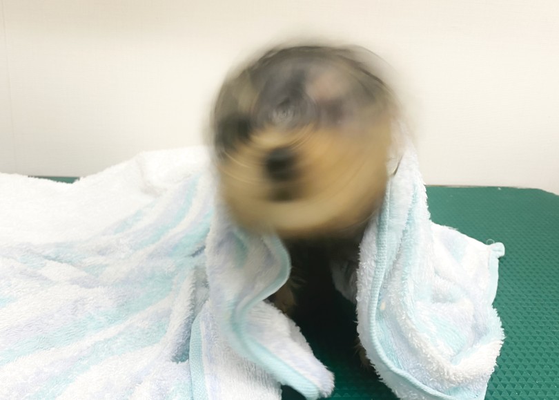 すごくきれいなドリル姿が撮れた |  ヨークシャーテリア （06-284） - 横浜 大倉山店