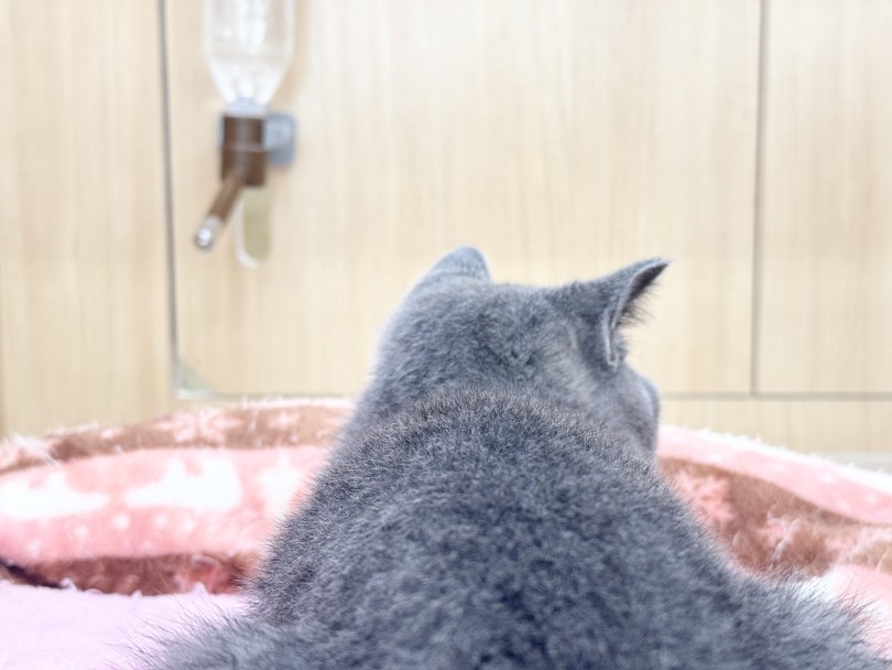 超絶に癒やされること間違いなし！ | ブリティッシュショートヘア （06-280） - 横浜 大倉山店