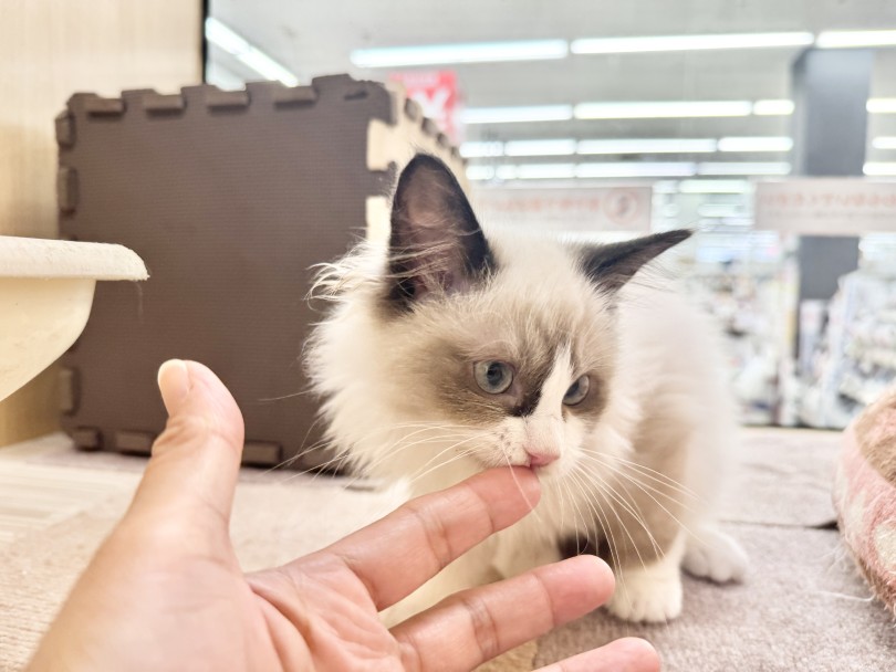 いまは、程よい距離感がお好みニャンだ！ | ラグドール （06-282） - 横浜 大倉山店